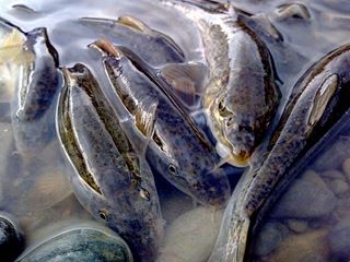 peste mare